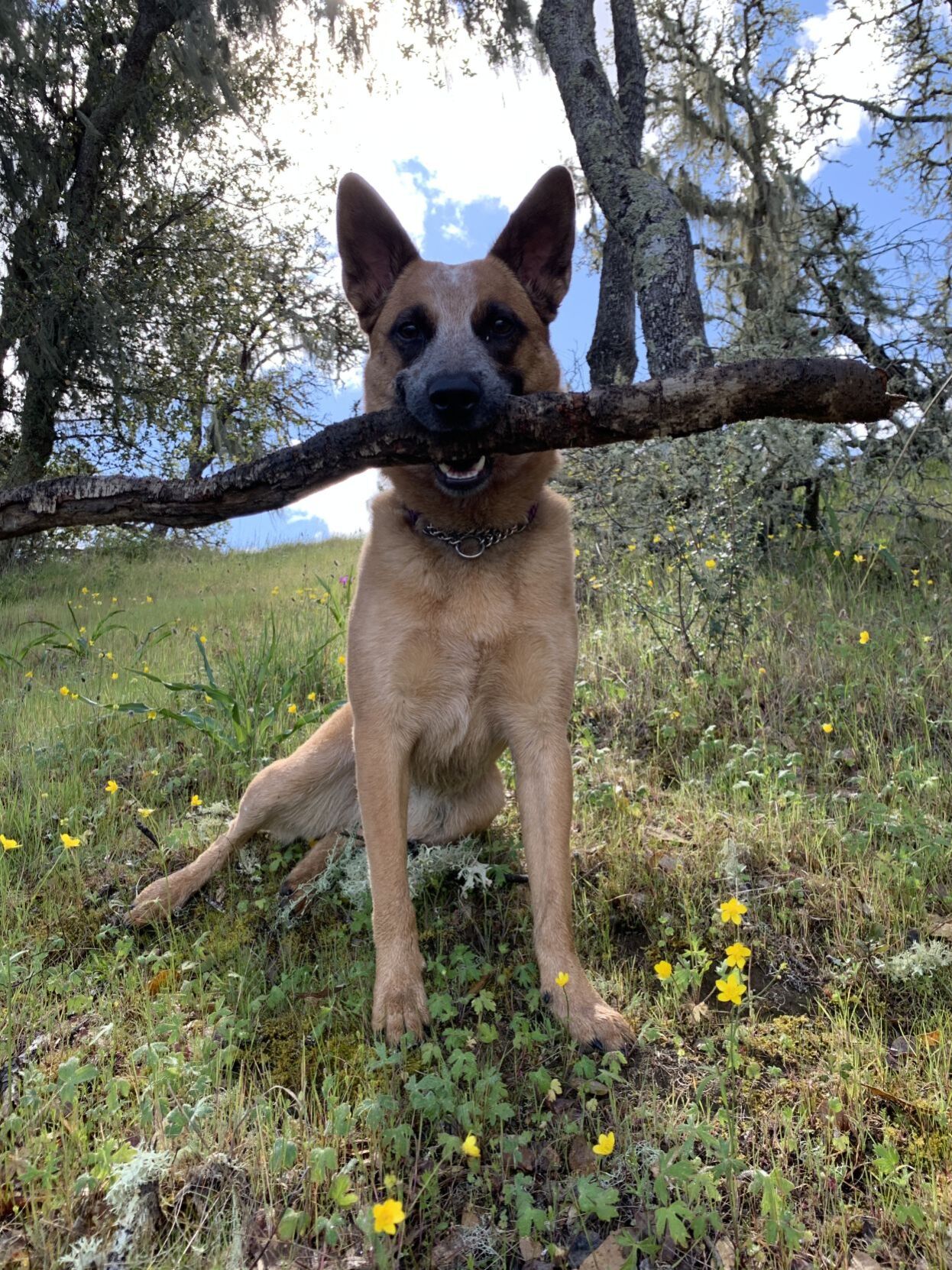 Valentina